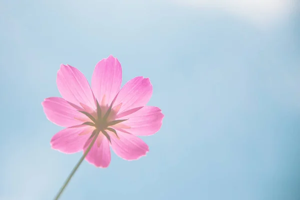 Hermosas Flores Color Rosa Brillante Contra Cielo —  Fotos de Stock