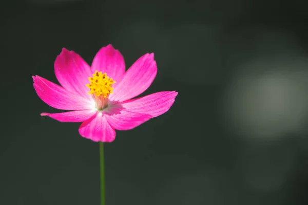 Helder Roze Bloemen Een Zwarte Achtergrond — Stockfoto