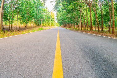 Boş asfalt yolu ve ormanda ağaçlar sabah
