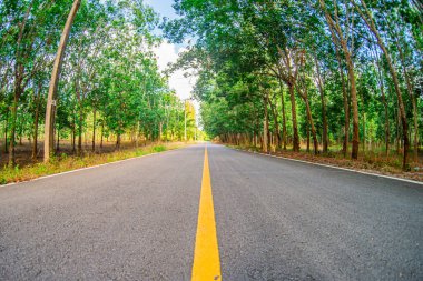 Boş asfalt yolu ve ormanda ağaçlar sabah