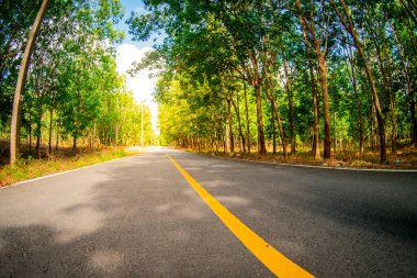 Boş asfalt yolu ve ormanda ağaçlar sabah