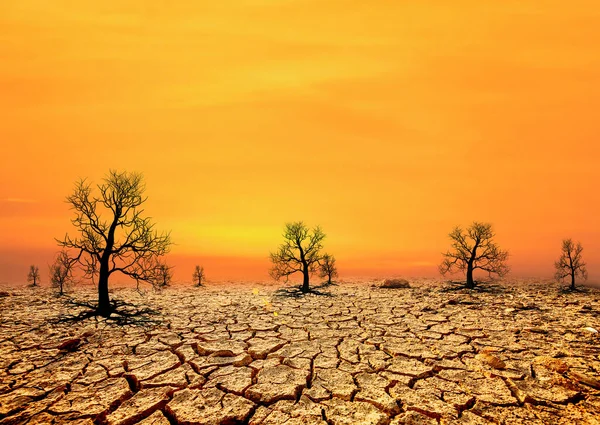 Desierto Agrietado Seco Con Árboles Muertos Fondo Del Atardecer Concepto — Foto de Stock
