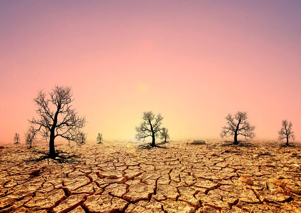 Desierto Agrietado Seco Con Árboles Muertos Fondo Del Amanecer Concepto — Foto de Stock