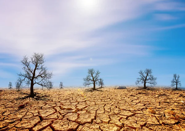 Seco Desierto Agrietado Con Árboles Muertos Fondo Del Cielo Azul — Foto de Stock