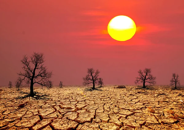 Desierto Agrietado Seco Con Árboles Muertos Fondo Del Atardecer Concepto — Foto de Stock