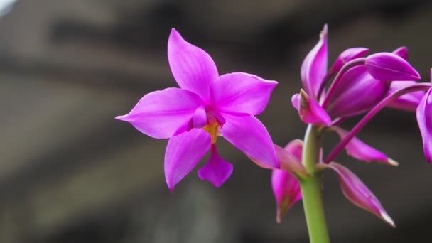 Absztrakt Háttér Jellege Rózsaszín Orchideák — Stock videók
