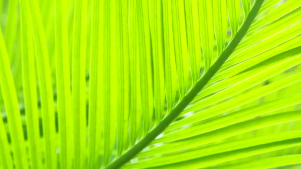 Açık Yeşil Palmiye Yapraklarının Doğasında Soyut Arkaplan — Stok video