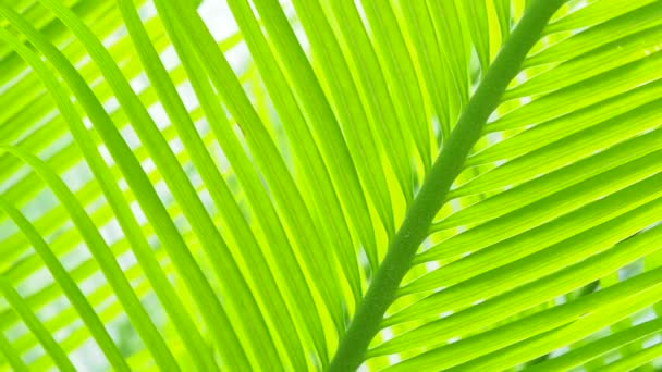 Abstrakter Hintergrund Der Natur Hellgrüner Palmblätter — Stockvideo