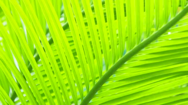 Fundo Abstrato Natureza Das Folhas Palma Verde Claro — Vídeo de Stock
