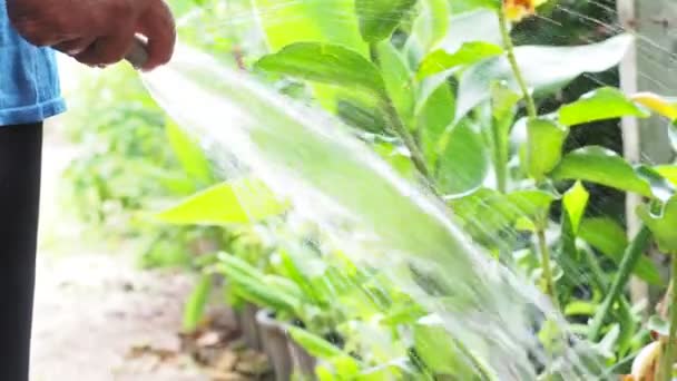 Jardineiro Água Plantas Com Uma Mangueira Água Conceito Cuidado Árvore — Vídeo de Stock