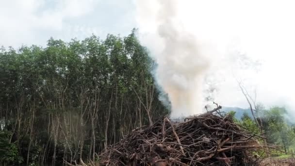 Contaminación Atmosférica Humo Ramas Llamas Para Preparar Áreas Para Agricultura — Vídeo de stock