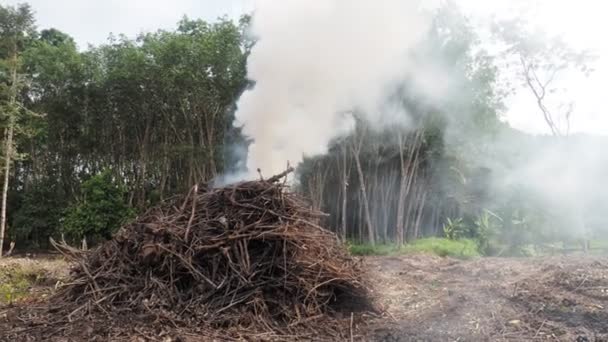 Luftförorening Rök Från Brinnande Grenar Att Förbereda Områden För Jordbruk — Stockvideo