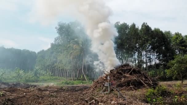 Levegőszennyezés Füst Égő Ágakból Hogy Mezőgazdasági Területeket Készítsenek Elő Levegőszennyezés — Stock videók