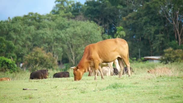 Cows Local Farm Rural Thailand Raised Grass Feeding — Stock Video