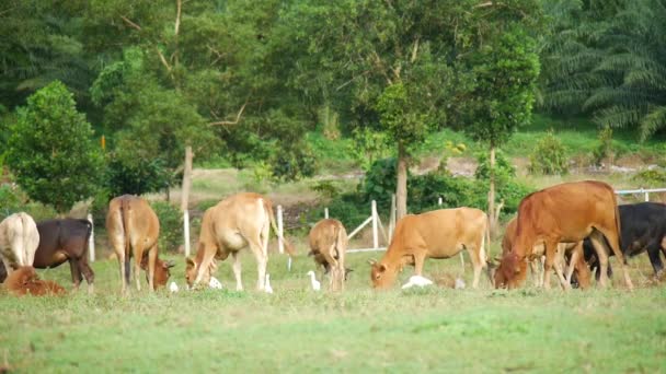 Vacas Uma Fazenda Local Tailândia Rural Criada Por Alimentação Grama — Vídeo de Stock