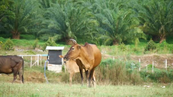 泰国农村一个地方农场的奶牛 靠喂草养大 — 图库视频影像