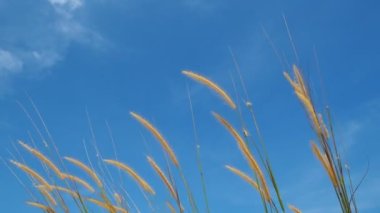 Mavi gökyüzü arkaplanındaki yüksek çimlere yakın 