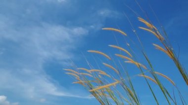 Mavi gökyüzü arkaplanındaki yüksek çimlere yakın 