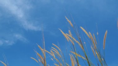 Mavi gökyüzü arkaplanındaki yüksek çimlere yakın 