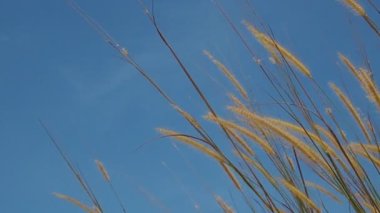 Mavi gökyüzü arkaplanındaki yüksek çimlere yakın 