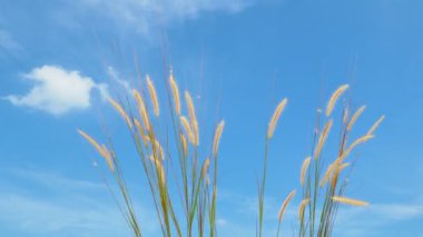 Mavi gökyüzü arkaplanındaki yüksek çimlere yakın 