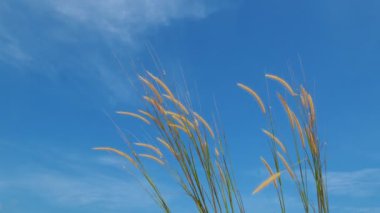 Mavi gökyüzü arkaplanındaki yüksek çimlere yakın 