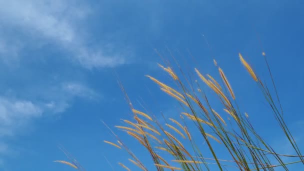 Primo Piano Erba Alta Sfondo Cielo Blu — Video Stock