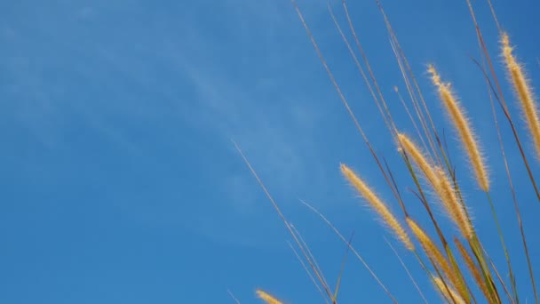 Primo Piano Erba Alta Sfondo Cielo Blu — Video Stock