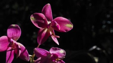 Güzel botanik fotoğrafı, doğal duvar kağıdı.