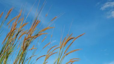 Mavi gökyüzü arkaplanındaki yüksek çimlere yakın 