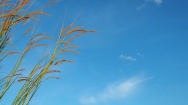 Mavi gökyüzü arkaplanındaki yüksek çimlere yakın 