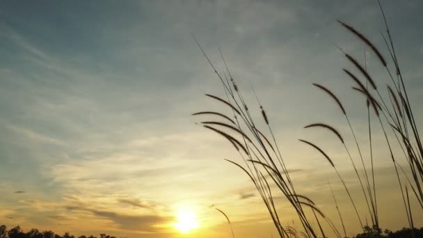 Силуэт Высокой Травы Дующей Вечернем Ветре Фоне Заката — стоковое видео