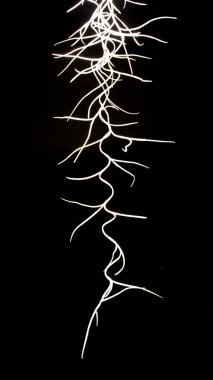 Münzevi bıyığı ya da İspanyol yosunlarının bilimsel adı: Tillandsia usneoides (Tillandsia usneoides) dekoratif bir askı olarak kullanılır. Siyah arka planda toz tutmakta kullanışlı