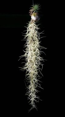 Münzevi bıyığı ya da İspanyol yosunlarının bilimsel adı: Tillandsia usneoides (Tillandsia usneoides) dekoratif bir askı olarak kullanılır. Siyah arka planda toz tutmakta kullanışlı