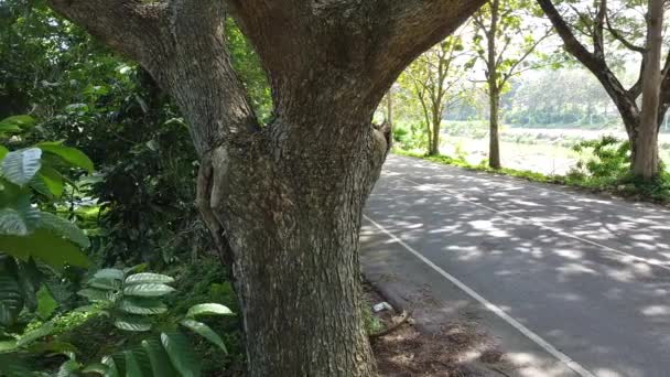 Schattige Straße Mit Bäumen Straßenrand — Stockvideo