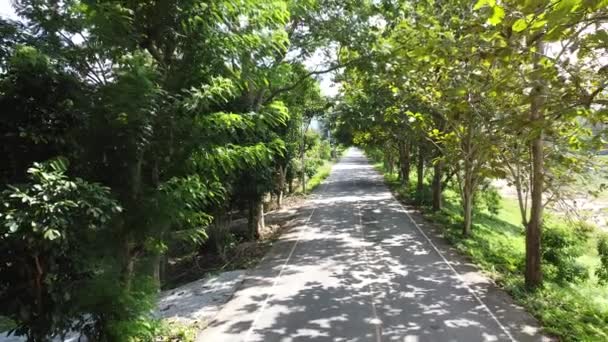 Camino Sombreado Con Árboles Plantados Lado Carretera — Vídeos de Stock