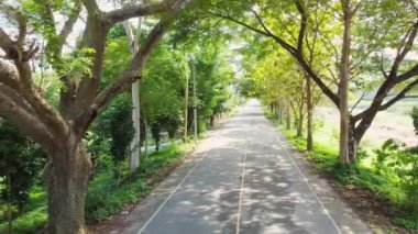 Yol kenarına ağaçlar dikilmiş gölgeli bir yol.