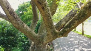 Yol kenarına ağaçlar dikilmiş gölgeli bir yol.