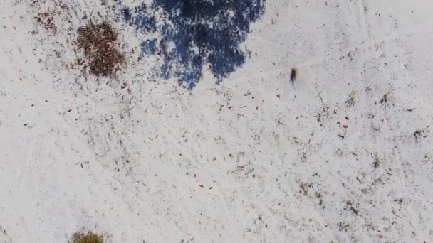 Воздушный Вид Песчаного Ландшафта Деревьями Дневное Время — стоковое видео