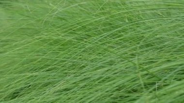 Soyut yeşil çimen desen arkaplanı