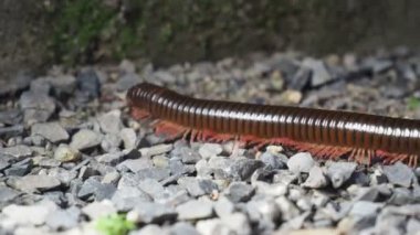 Bir kırkayağın yakınından geçimini kayalıklarda sağlamak için geçer..