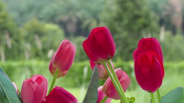 Hermoso Paisaje Con Flores Sobre Fondo Naturaleza — Vídeos de Stock