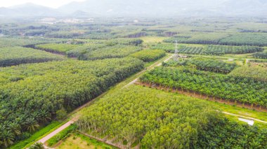 Sabah yeşil tarlaların ve ormanların havadan görünüşü. 