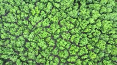 Ağaçlı yeşil orman manzarası, doğa arka planı.