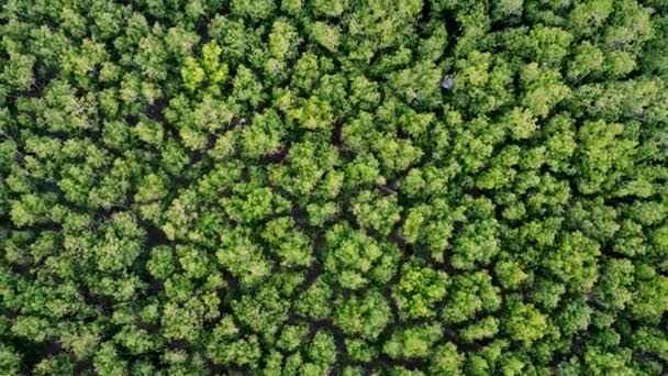 Felülnézet Zöld Erdő Fákkal Természet Háttér — Stock videók
