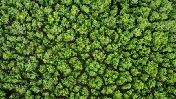 Bovenaanzicht Van Groen Bos Met Bomen Natuur Achtergrond — Stockvideo