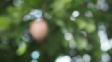 Açık havada yetişen organik Sapodilla meyvelerini kapatın.