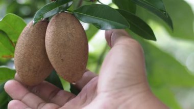 Erkek elinin organik Sapodilla meyvelerine dokunuşu açık havada yetişiyor.