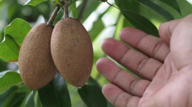 Erkek elinin organik Sapodilla meyvelerine dokunuşu açık havada yetişiyor.