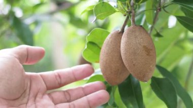 Erkek elinin organik Sapodilla meyvelerine dokunuşu açık havada yetişiyor.